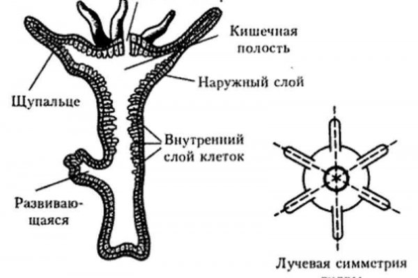 Kraken даркнет рынок