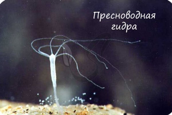 Кракен зеркало рабочее onion